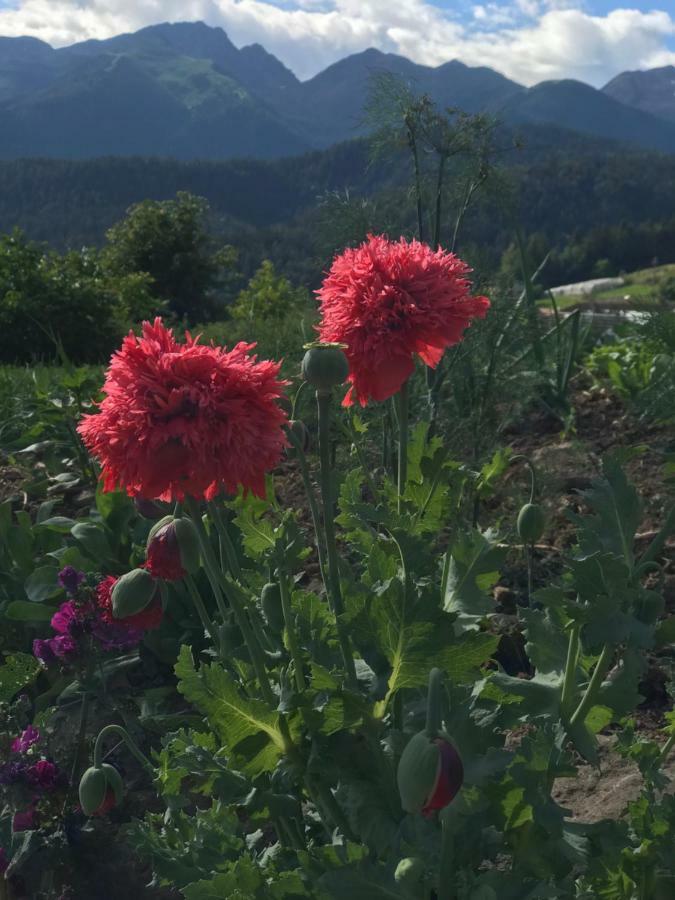 Appartamento Casa Paolina - Cipat 57814 Revò Esterno foto